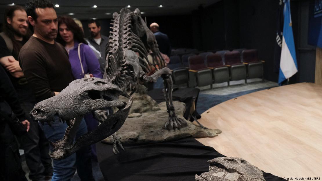 Una reproducción plástica y los huesos fosilizados del Kostensuchus atrox, un antiguo cocodrilo que vivió hace unos 70 millones de años, cerca del final de la era de los dinosaurios.