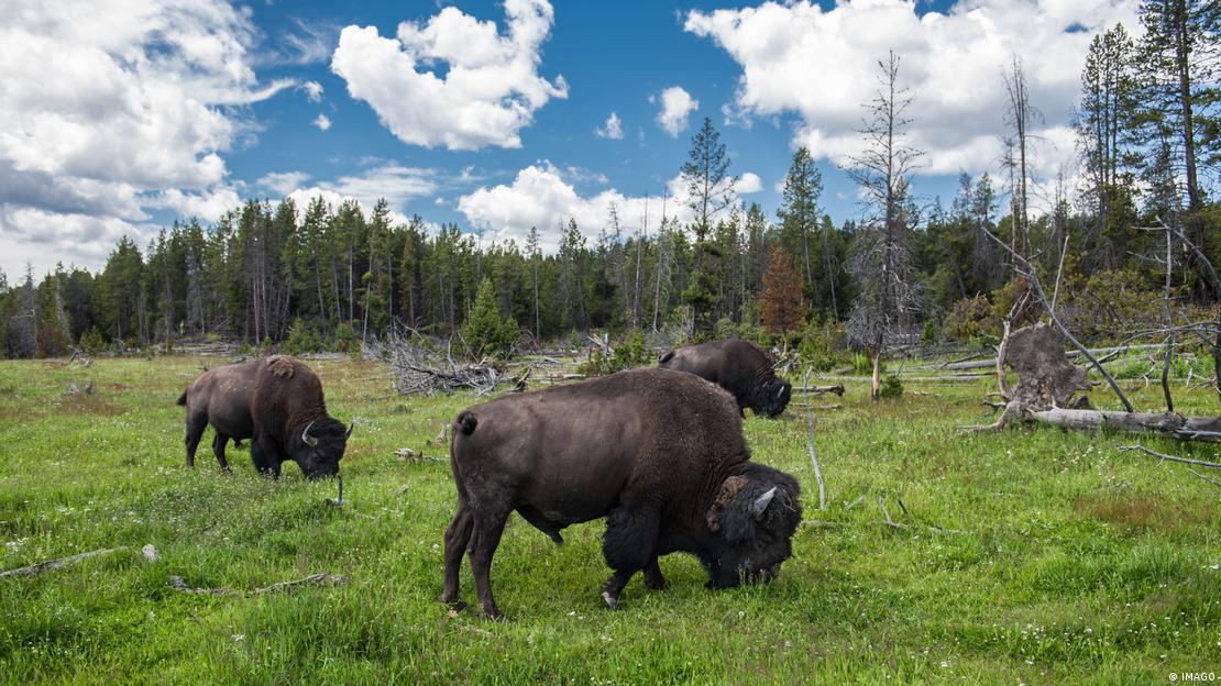 Manada de bisontes en el Parque Nacional Yellowstone.