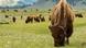 Manada de bisontes en Yellowstone. Manada de bisontes en Yellowstone.