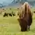 Manada de bisontes en Yellowstone.