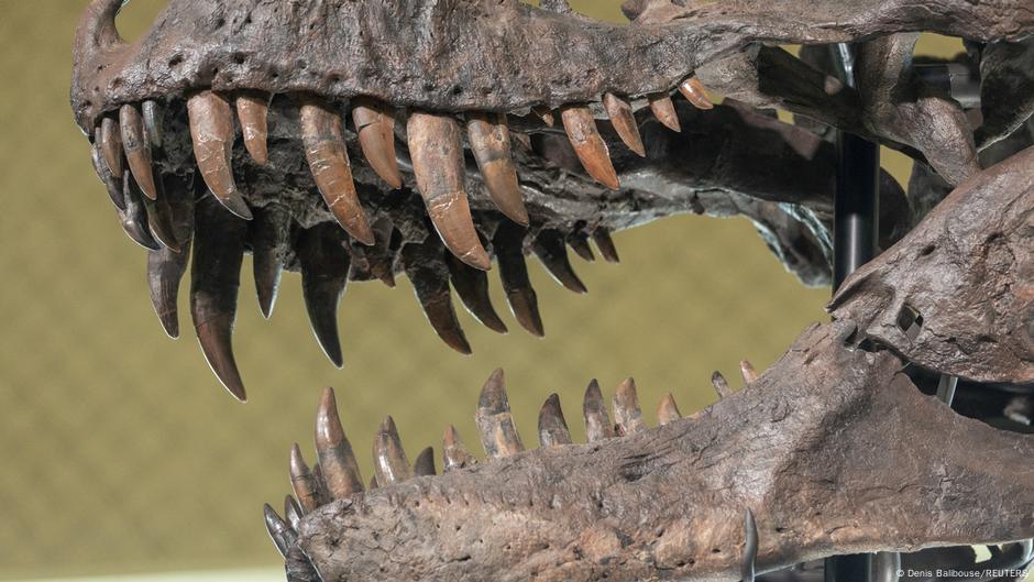 No todos los dinosaurios carnívoros mordían igual de fuerte