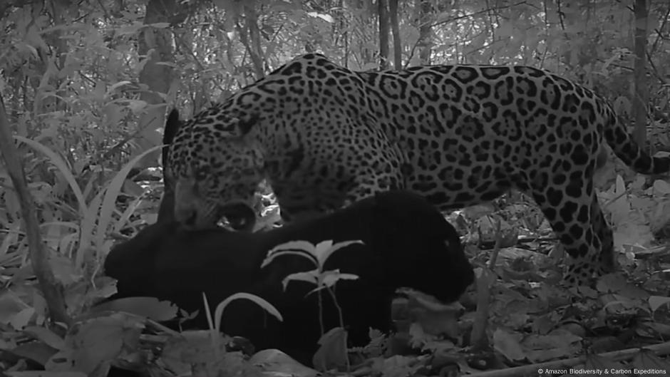 Captan por primera vez apareamiento de jaguar negro en libertad