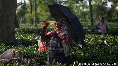 Indien: Klimawandel führt zu Krise im Tee-Anbau in Assam