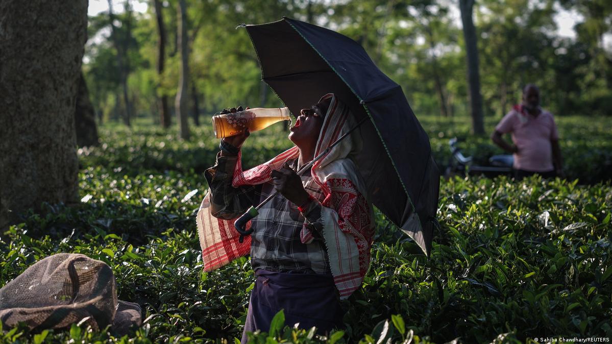 A tea worker in Assam takes a drink in the sun (July 2025)