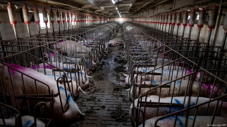 Spanish legal case leads fight against livestock pollution DW 09/11/2025