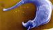 O parasita Trypanosoma cruzi visto através de um microscópio eletrônico