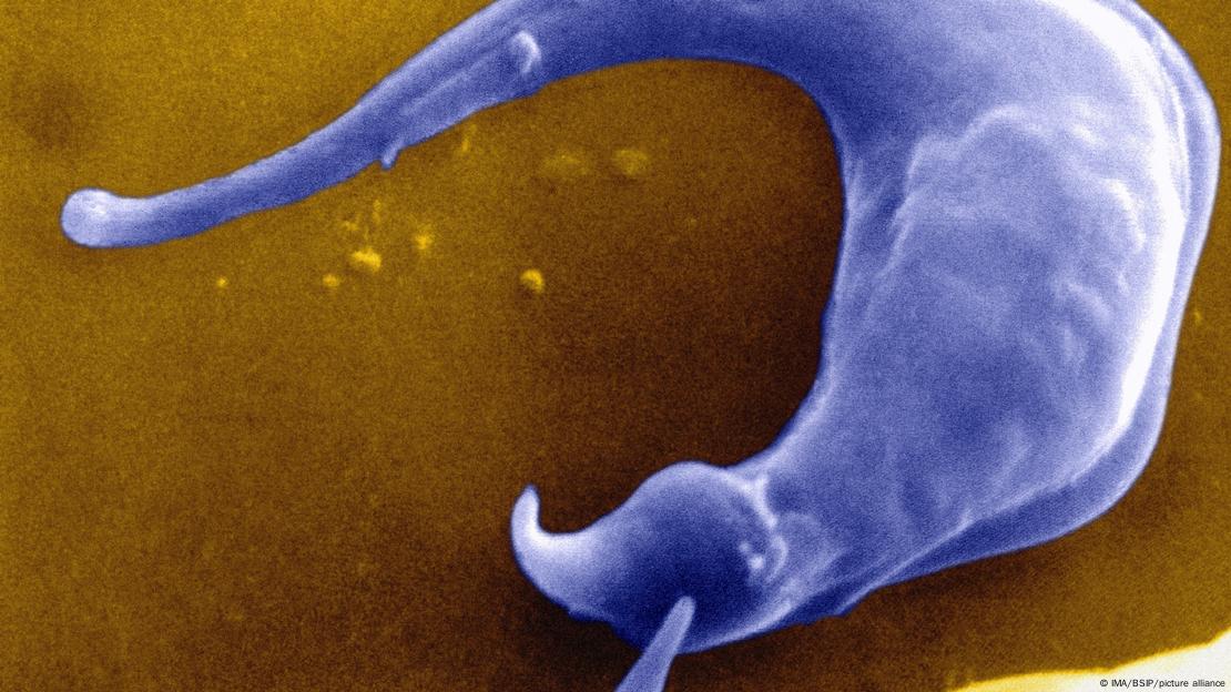 O parasita Trypanosoma cruzi visto através de um microscópio eletrônico