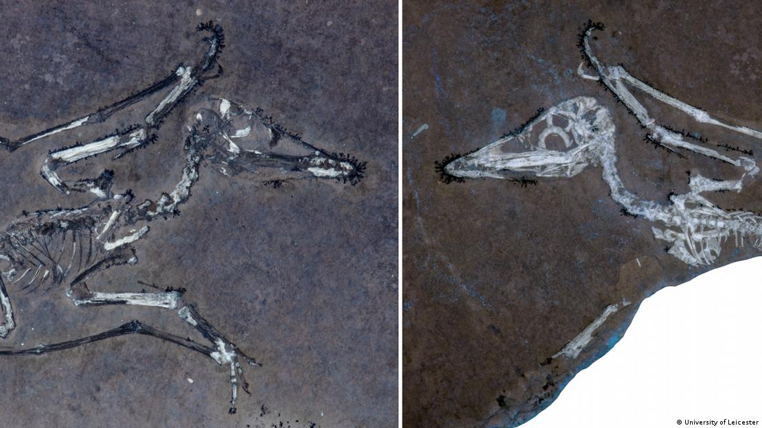 La luz ultravioleta reveló los delicados huesos del pequeño pterosaurio Lucky, mostrando con extraordinario detalle su ala fracturada en el fósil.