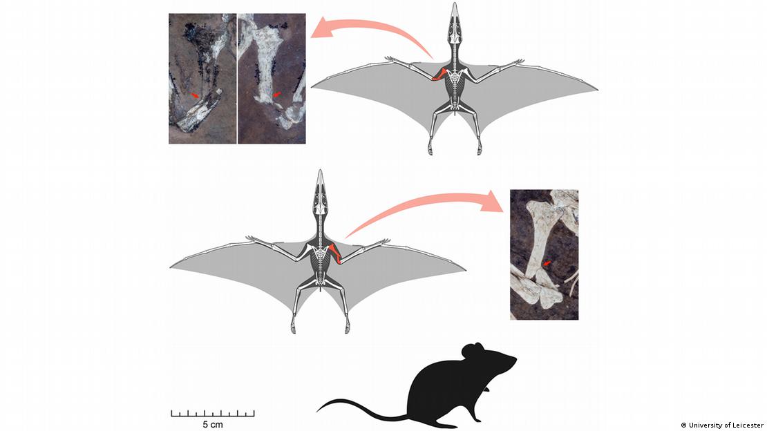 Reconstrucciones esqueléticas de dos crías de Pterodactylus en posición de vuelo, con fracturas óseas en rojo. Las imágenes UV muestran roturas en los húmeros. Una silueta de ratón común (Mus musculus) sirve de escala.