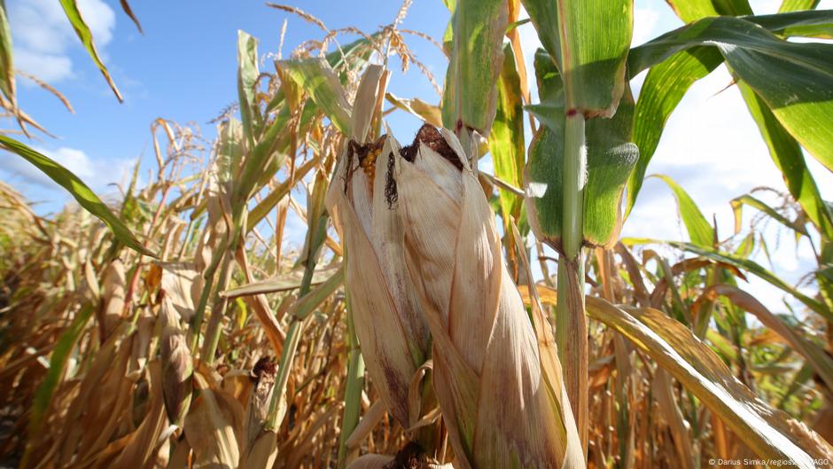 Fusarium graminearum kod kukuruza uzrokuje truljenje klipova
