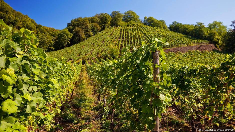 Global wine production recovers slightly after terrible 2024  DW  11/12/2025