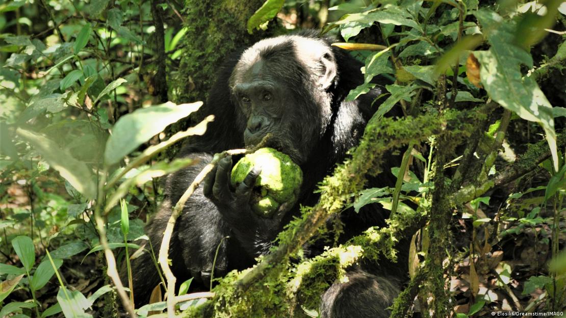 Esta afinidad por el alcohol en los chimpancés probablemente proviene de la herencia alimentaria compartida con nuestro antepasado común con estos primates.