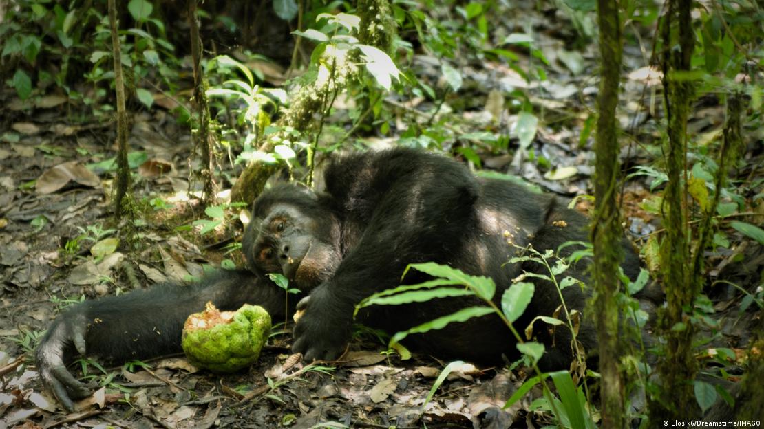 Un chimpancé reposa tras comer fruta en el bosque tropical de Uganda.