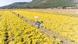Farm workers are harvesting a field of bright yellow plants on a field in Tropoje, Albania. Farm workers are harvesting a field of bright yellow plants on a field in Tropoje, Albania.