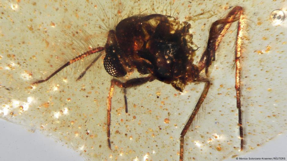 Como en 'Jurassic Park': hallan en Ecuador ámbar con insectos que habitaron con los dinosaurios