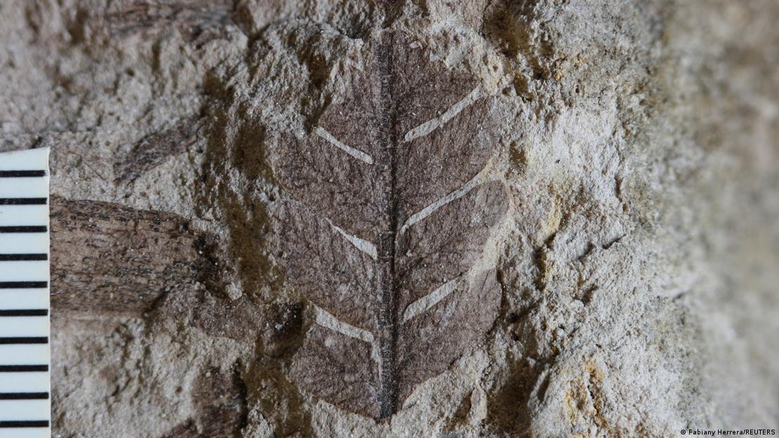 Restos de planta fosilizada hallada en Ecuador.