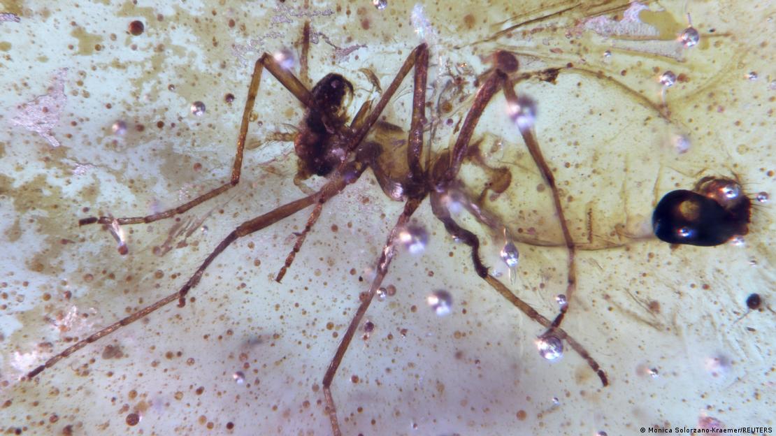 Insecto atrapado en ámbar.