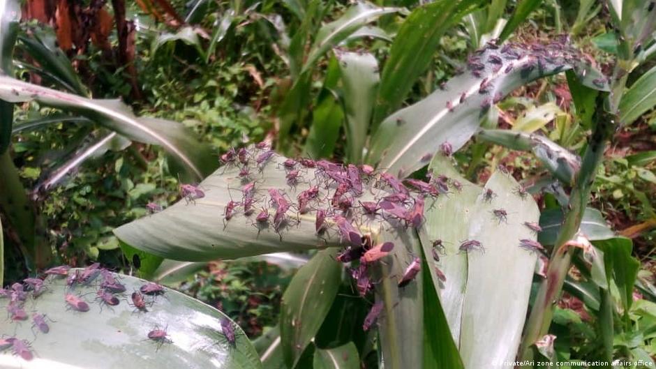 በደቡብ ኢትዮጵያ አሪ ዞን የተከሰተው ጸረ ሰብል ተምች ያስከተለው ስጋት