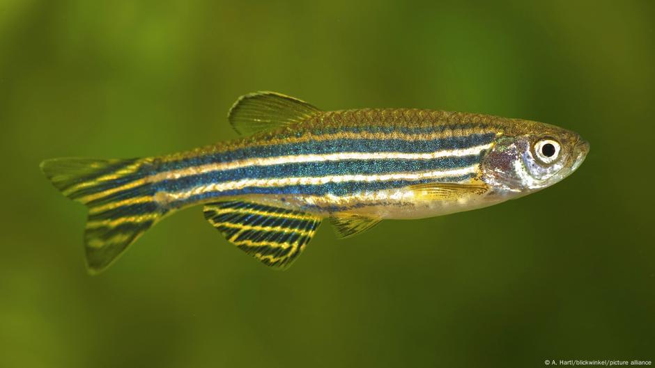 Tus dedos provienen del trasero de peces: inesperado origen evolutivo