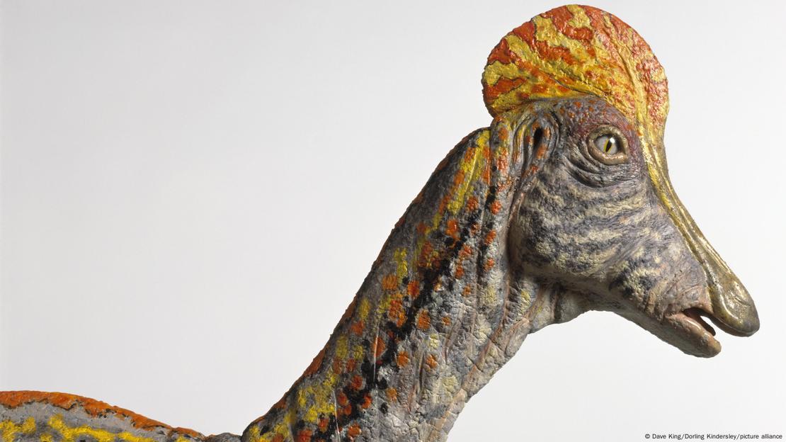 La réplica impresa en 3D del cráneo de Corythosaurus (imagen) transformó las vibraciones humanas en misteriosos sonidos prehistóricos.
