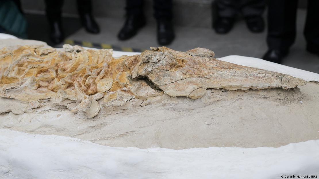 Esqueleto de delfín prehistórico hallado en Perú.