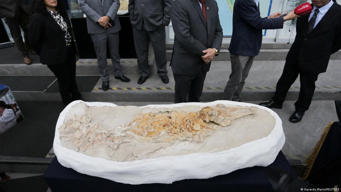 Esqueleto de delfín prehistórico presentado por paleontólogos peruanos.