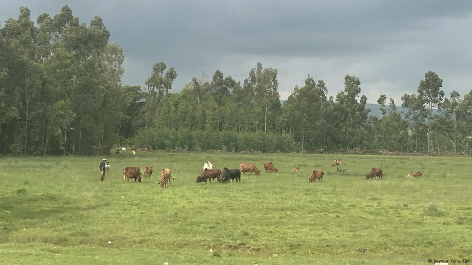በሰሜን ሸዋ ዞን፤ ወራጃርሶ ወረዳ ታጣቂዎች ያደረሱት ጥቃት