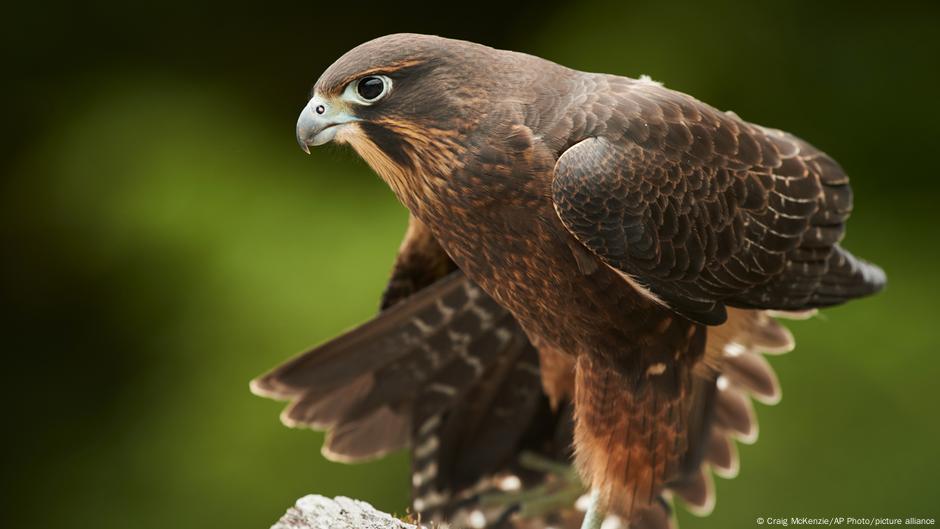 New Zealand's only falcon wins annual bird election – DW – 09/29/2025