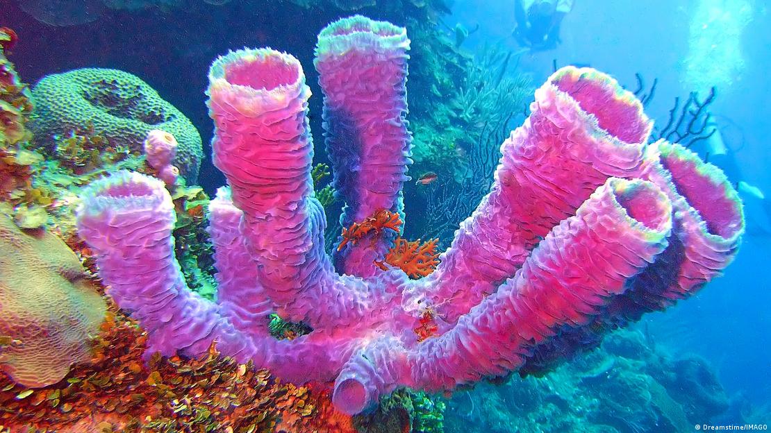 Investigadores rastrearon moléculas fósiles hasta las demosponjas modernas, sugiriendo que estos organismos blandos fueron los pioneros en la evolución animal.