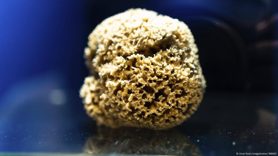 Las esponjas marinas podrían ser los primeros animales de la Tierra