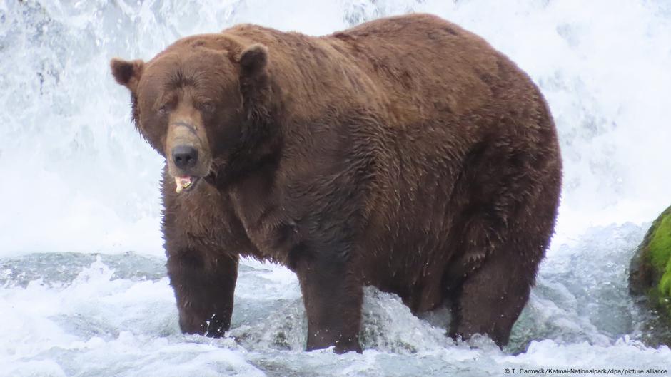 'Chunk' wins Fat Bear Week 2025 award in Alaska  DW  10/01/2025