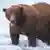 Handout photo dated September 17, 2025 showing brown bear number 32, or "Chunk," in the Brooks River in Katmai National Park in Alaska. The bear won the US national park's 2025 "Fat Bear Week" online vote.