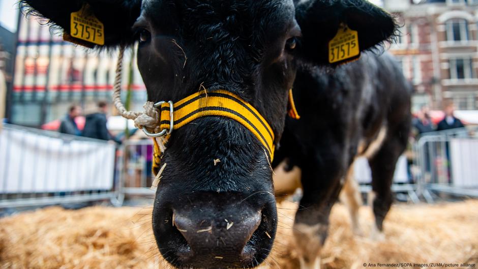 Online attacks threaten major climate-friendly diet report