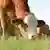 Cows are seen on a field in German