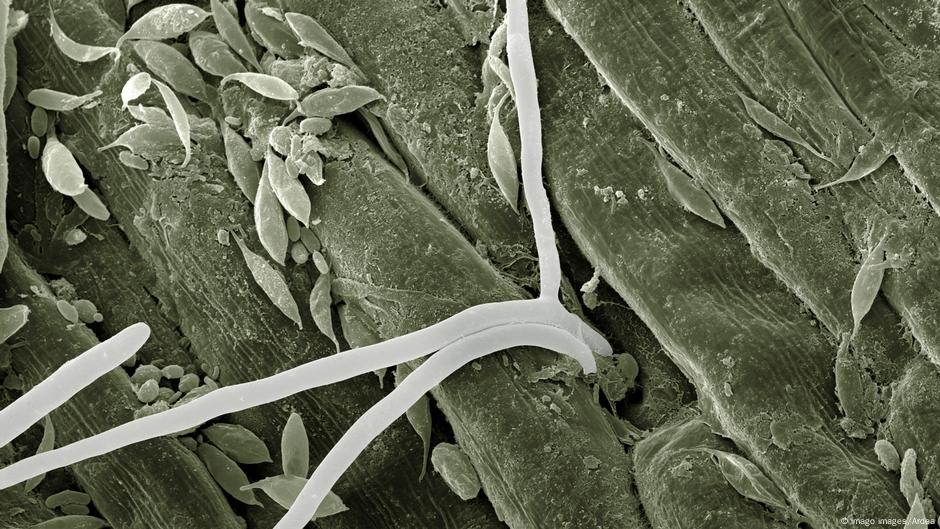 Gljivica Fusarium graminearum izaziva bolest kod žitarica koja uzrokuje veliku štetu na usevima i opasnost je po zdravlje