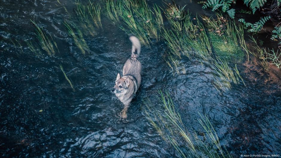 Confirman el primer híbrido entre lobo y perro en Grecia