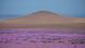 Desierto florido en Atacama.
