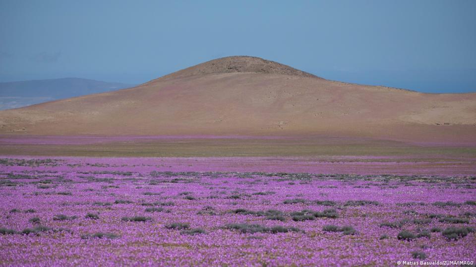 Desierto florido en Atacama.