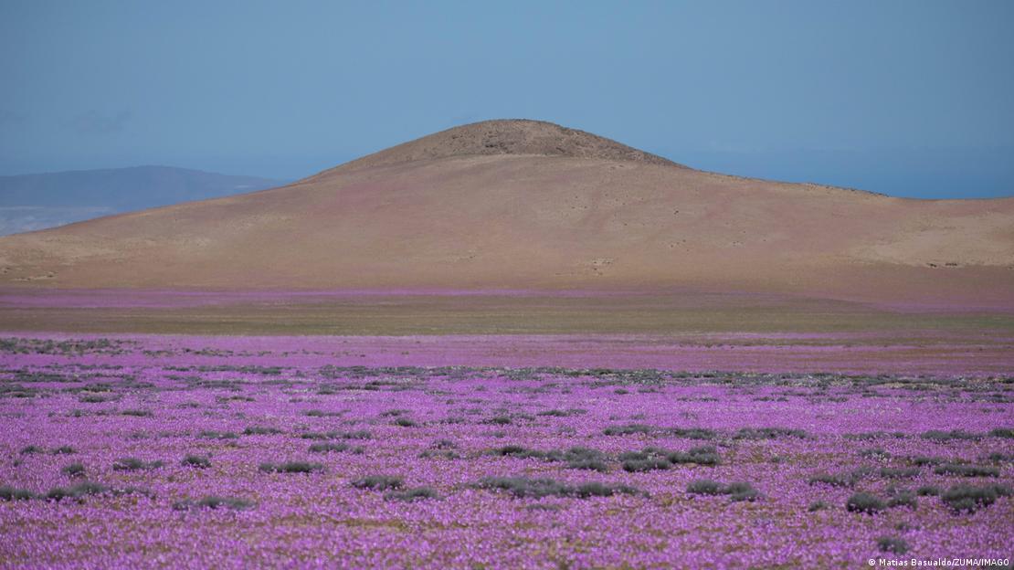 Desierto florido en Atacama.