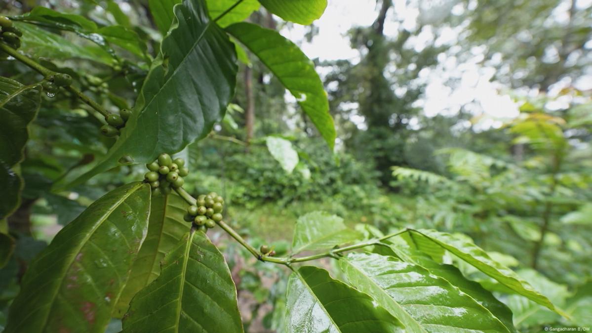 Indien: Waldschutz durch Agroforstwirtschaft