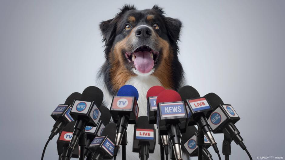 ¿Podrán los perros aprender a hablar algún día? Estos científicos trabajan para descubrirlo