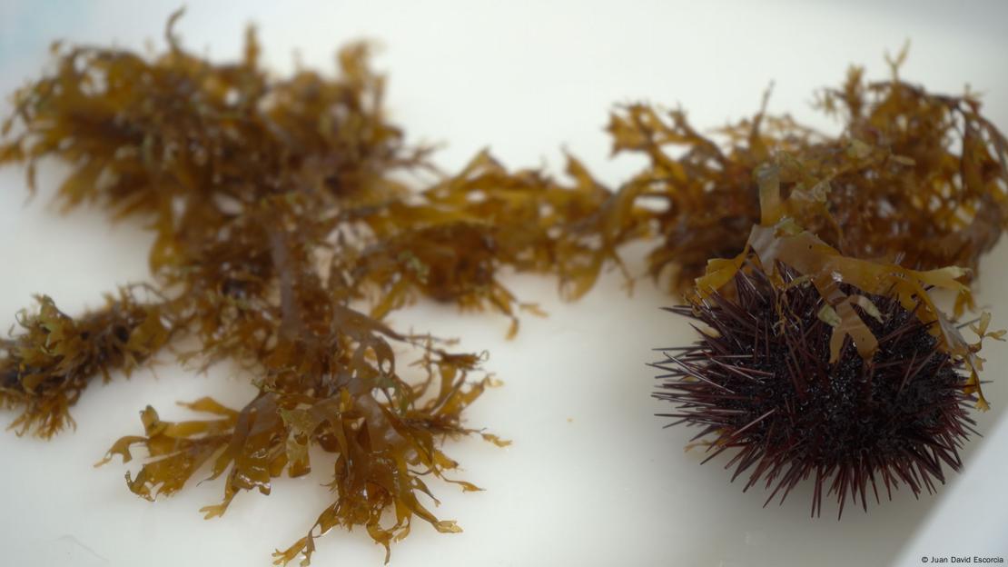 Amostras da espécie Rugulopteryx okamurae  Amostras da espécie Rugulopteryx okamurae