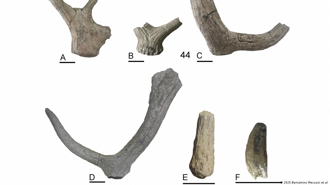 Hace 404.000 años, los homínidos de la actual Italia no solo se alimentaban de elefantes, sino que transformaron sus huesos en herramientas. 