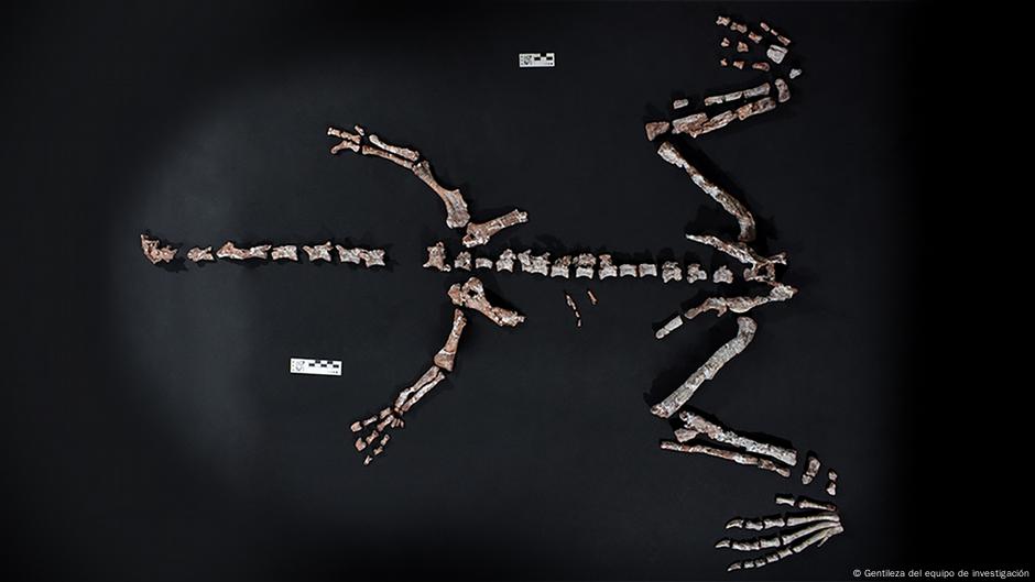 Hallan restos de uno de los dinosaurios más antiguos del mundo en Argentina