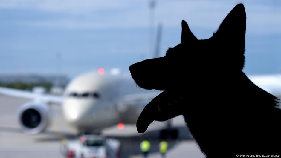 Pets aren't passengers, EU top court finds – DW – 10/16/2025