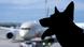 The silhouette of an airport security dog, tongue hanging out, in the foreground with a plane on a runway in the background. Munich Airport, September 1, 2025. The silhouette of an airport security dog, tongue hanging out, in the foreground with a plane on a runway in the background. Munich Airport, September 1, 2025.