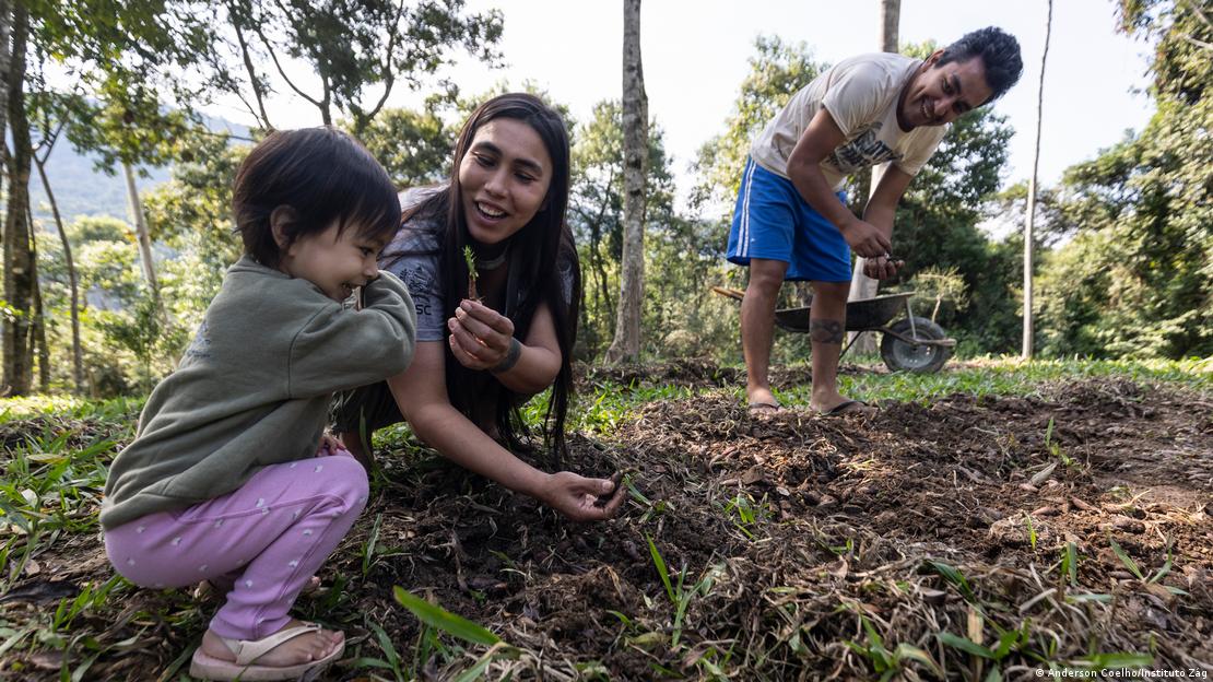 Família planta mudas de araucária