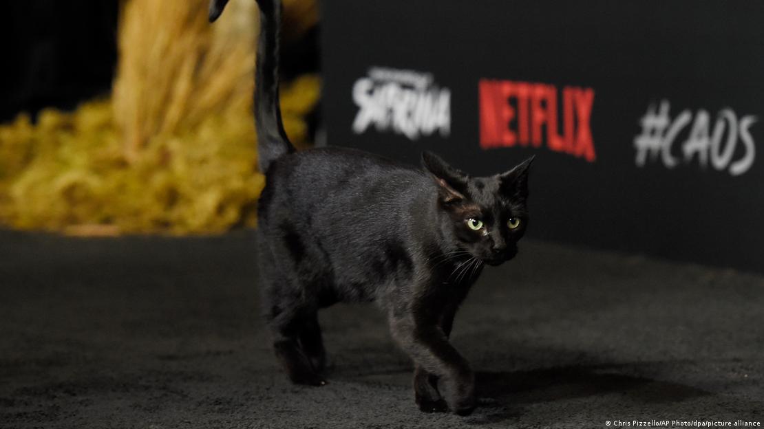 Netflix dizisi "Chilling Adventures of Sabrina"nın (Sabrina: Ürkütücü Maceralar) kara kedisi Salem, dizinin lansmanında siyah halıda yürümüştü (19.10.2018) Netflix dizisi "Chilling Adventures of Sabrina"nın (Sabrina: Ürkütücü Maceralar) kara kedisi Salem, dizinin lansmanında siyah halıda yürümüştü (19.10.2018)