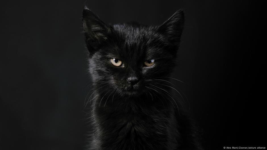 The many mysterious meanings of black cats The many mysterious meanings of black cats