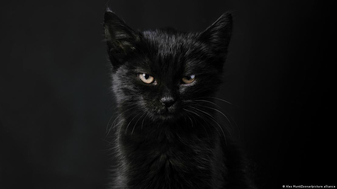 En karanlık geceden bile daha kara bir kedi yavrusu En karanlık geceden bile daha kara bir kedi yavrusu